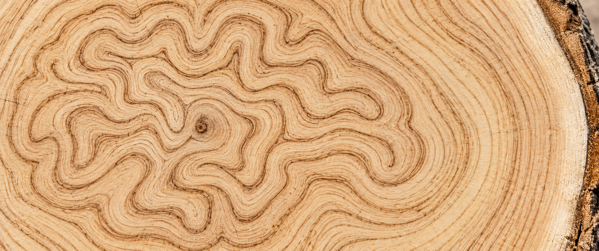 Conceptual tree trunk cross-section whose winding growth rings evoke the folds of a brain, with pale wood grain and bark along the edge.